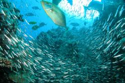 Hunting trevallies in a cloud of glass fishes. Hurghada, ... by Ugo Gaggeri 